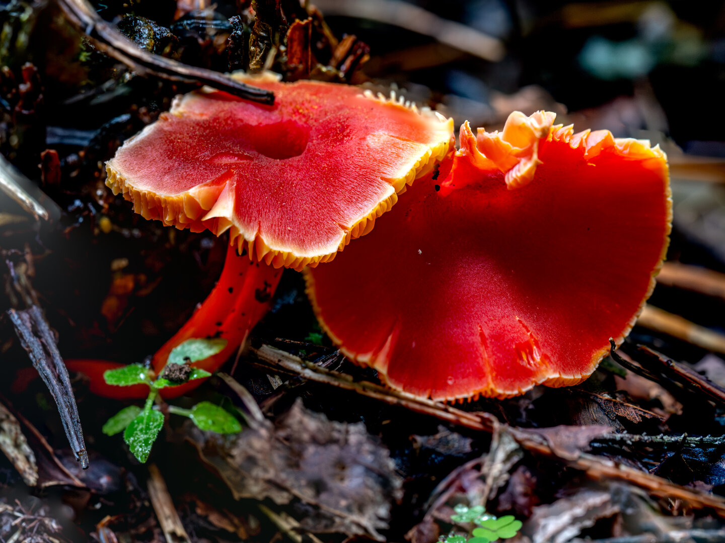 On forest ground, to small red orange mushrooms are prominently feature up close