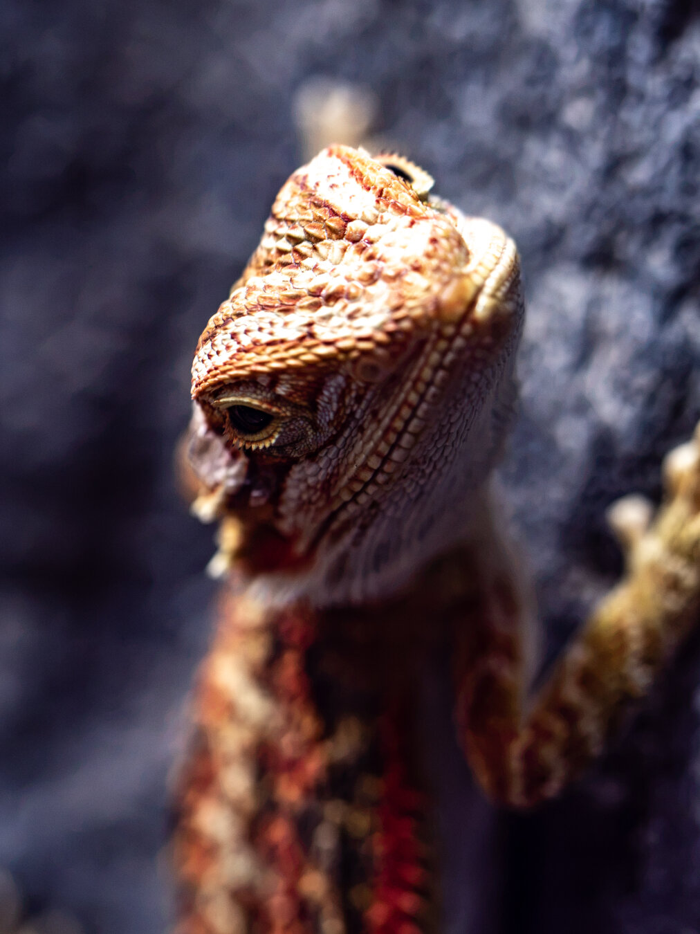 An up close image of a orange lizard, most likely a beared dragon