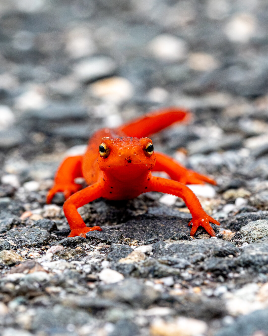 Up close image of an orange salamander (probably a eastern newt) on pavement