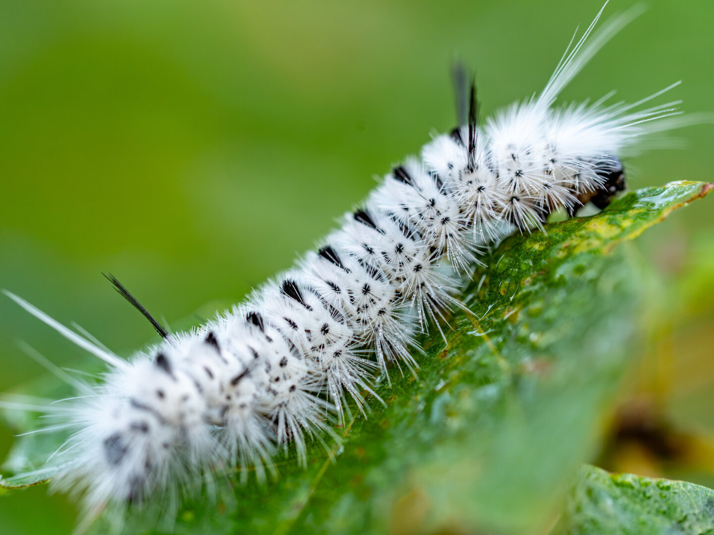 Up close image of a mostly white furry caterpillar on leaf