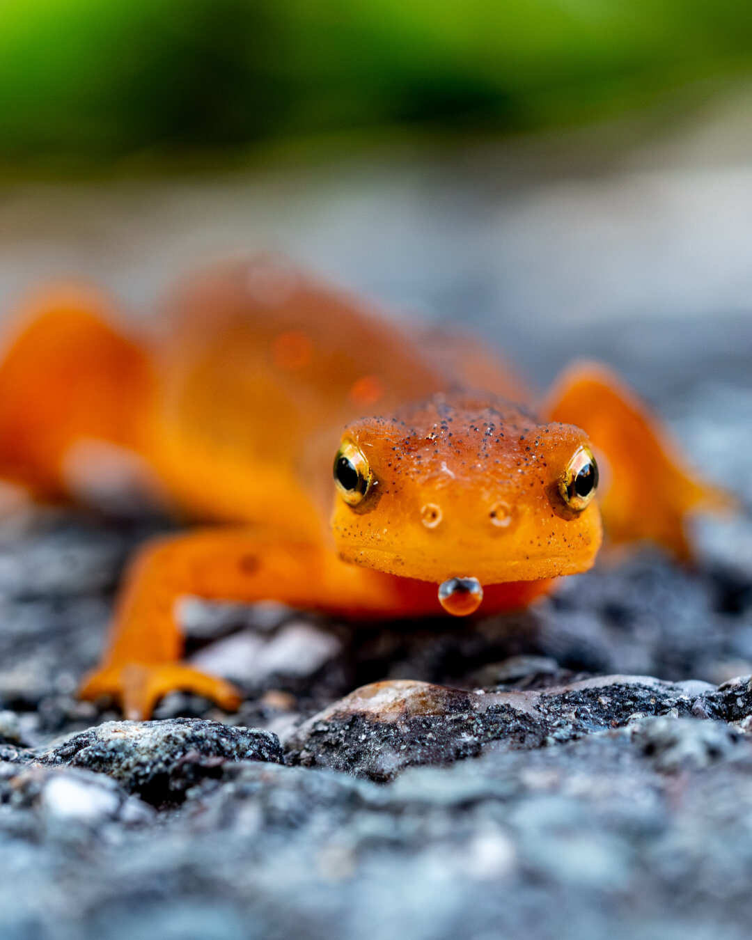 Up close image of a orange salamander like animal with single water drop hanging off of its mouth