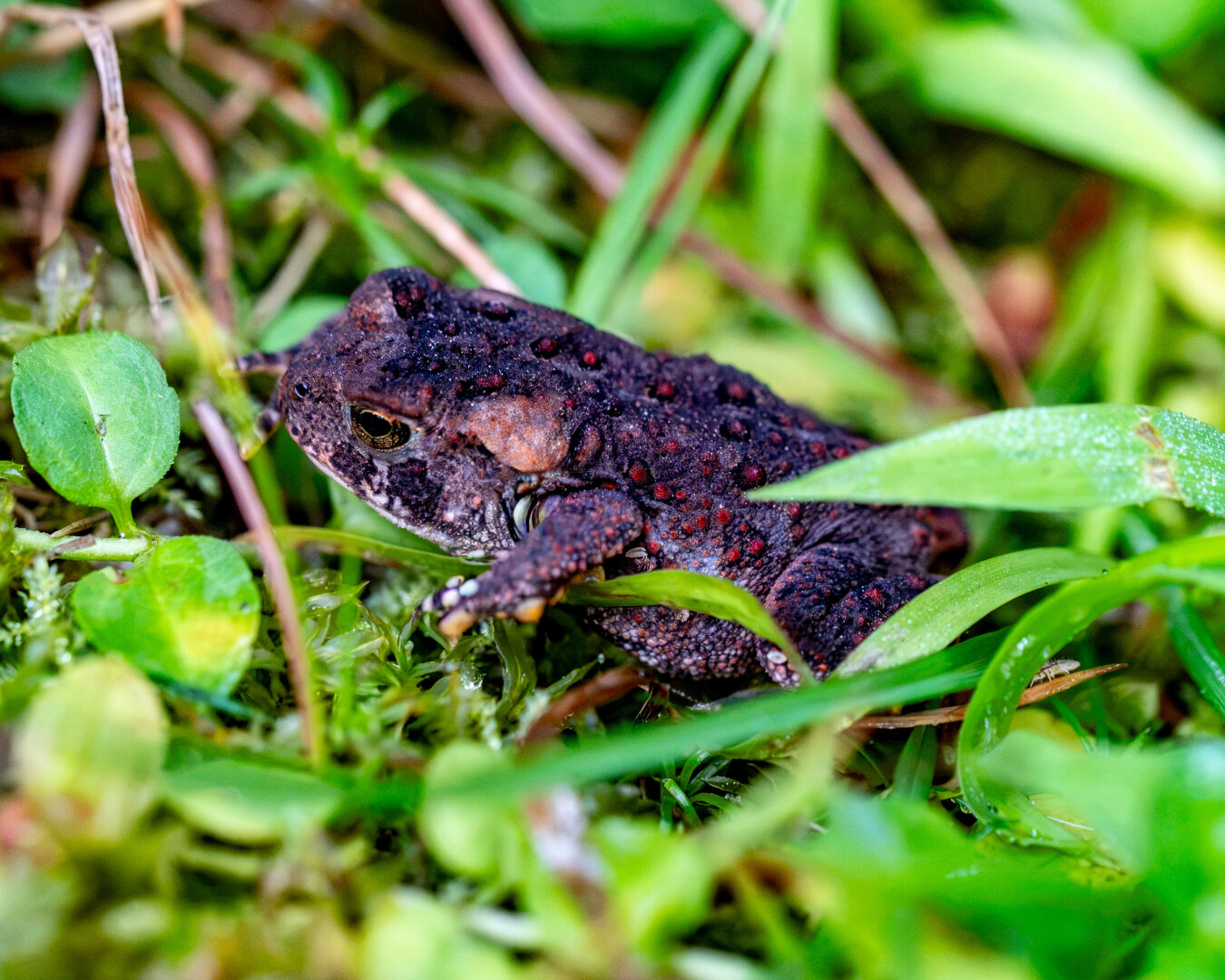 Close up image of small toad in grass