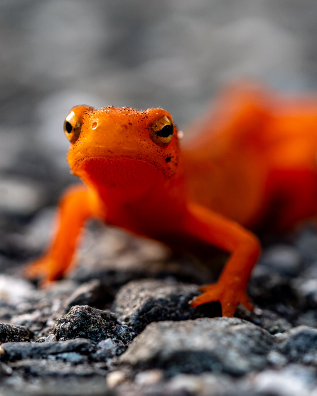 A orange salamander like animal (probably a newt) close up on its head looking left of the viewer. It appears to on rocky ground or some kind of asphalt