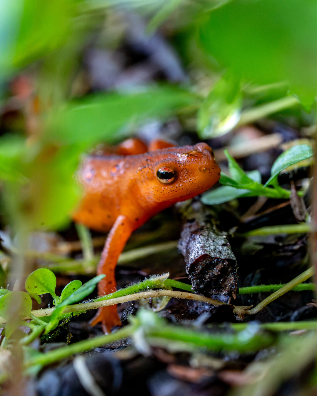 A orange newt is making its way through vegetation