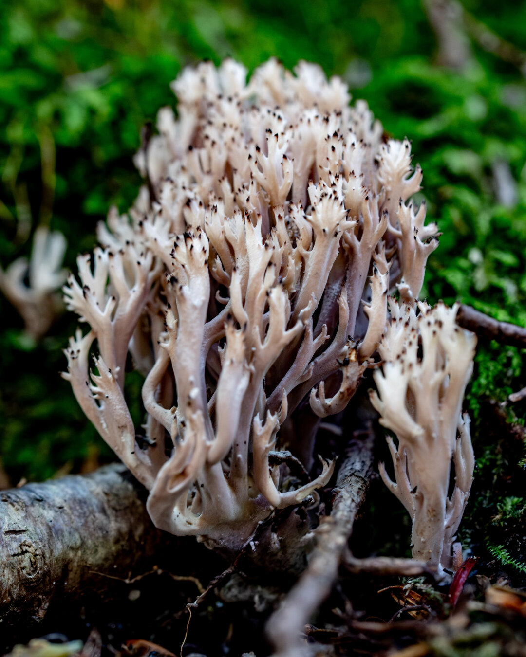 A white coral like fungus coming out of the ground