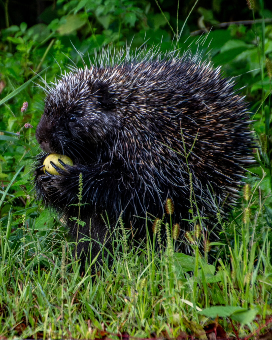 A porcupine sitting in grass is eating a small green apple