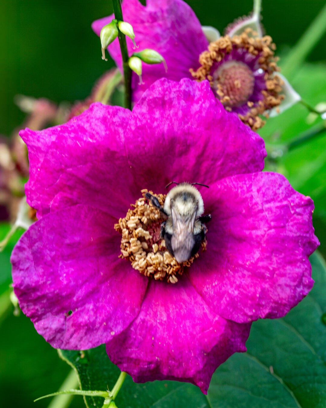 A bee is at the center of purple flower