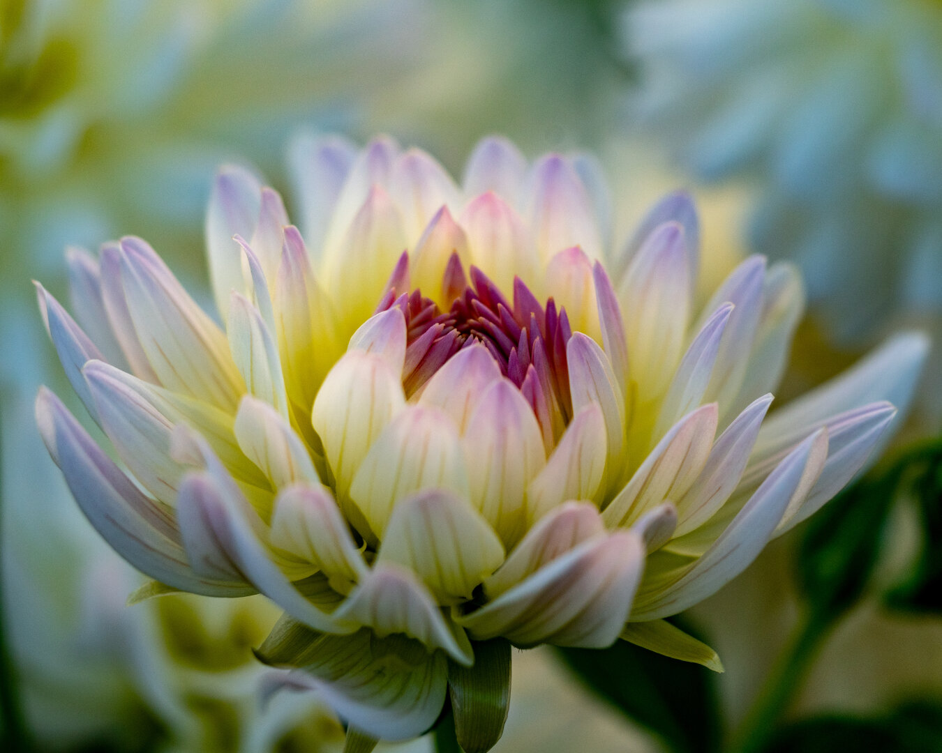 Up close image of a light yellow flower