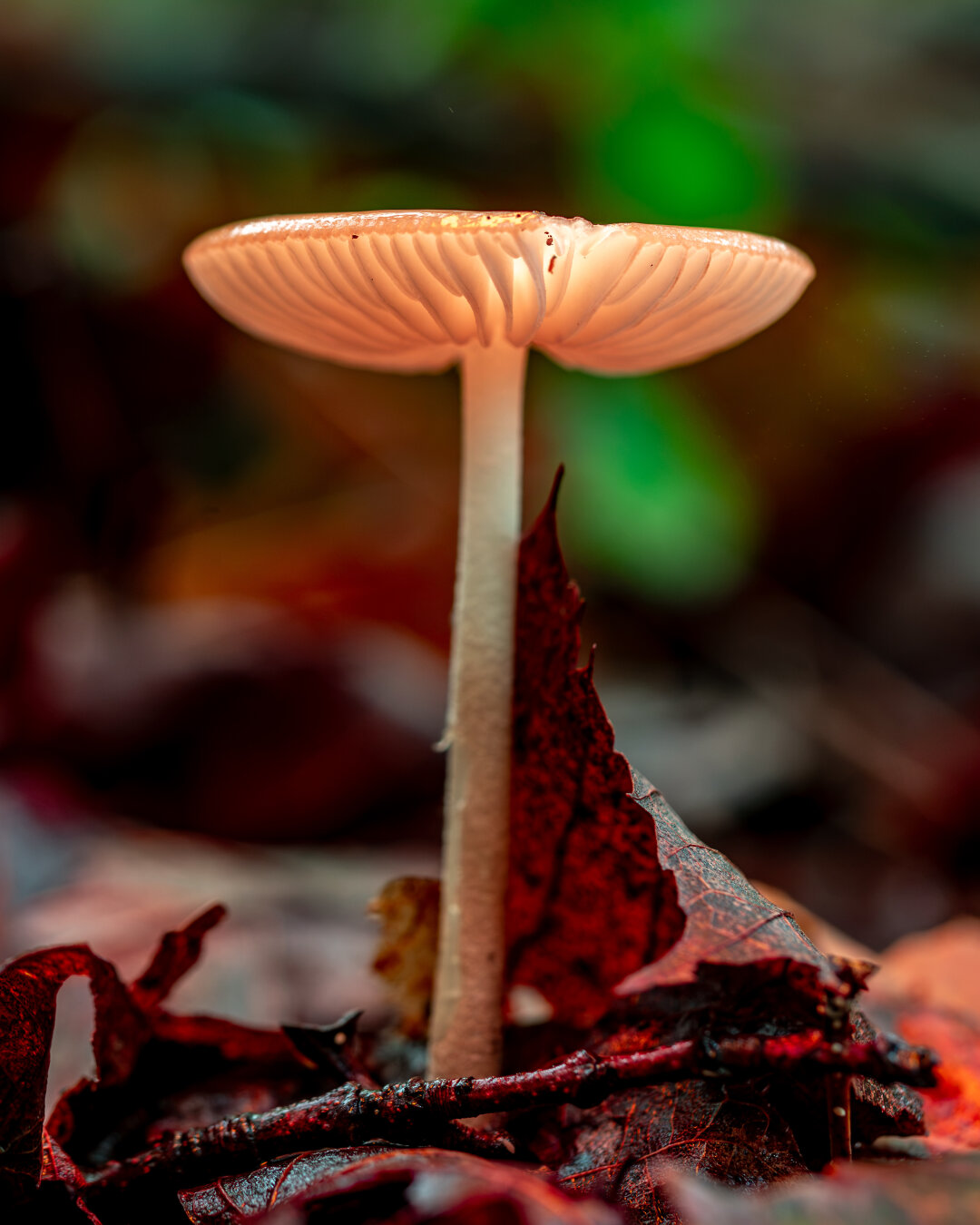 A thin stalk mushroom with glowy gills on its cap, a fallen leaf leans on the stalk making it appear the mushroom had bursted out of the ground