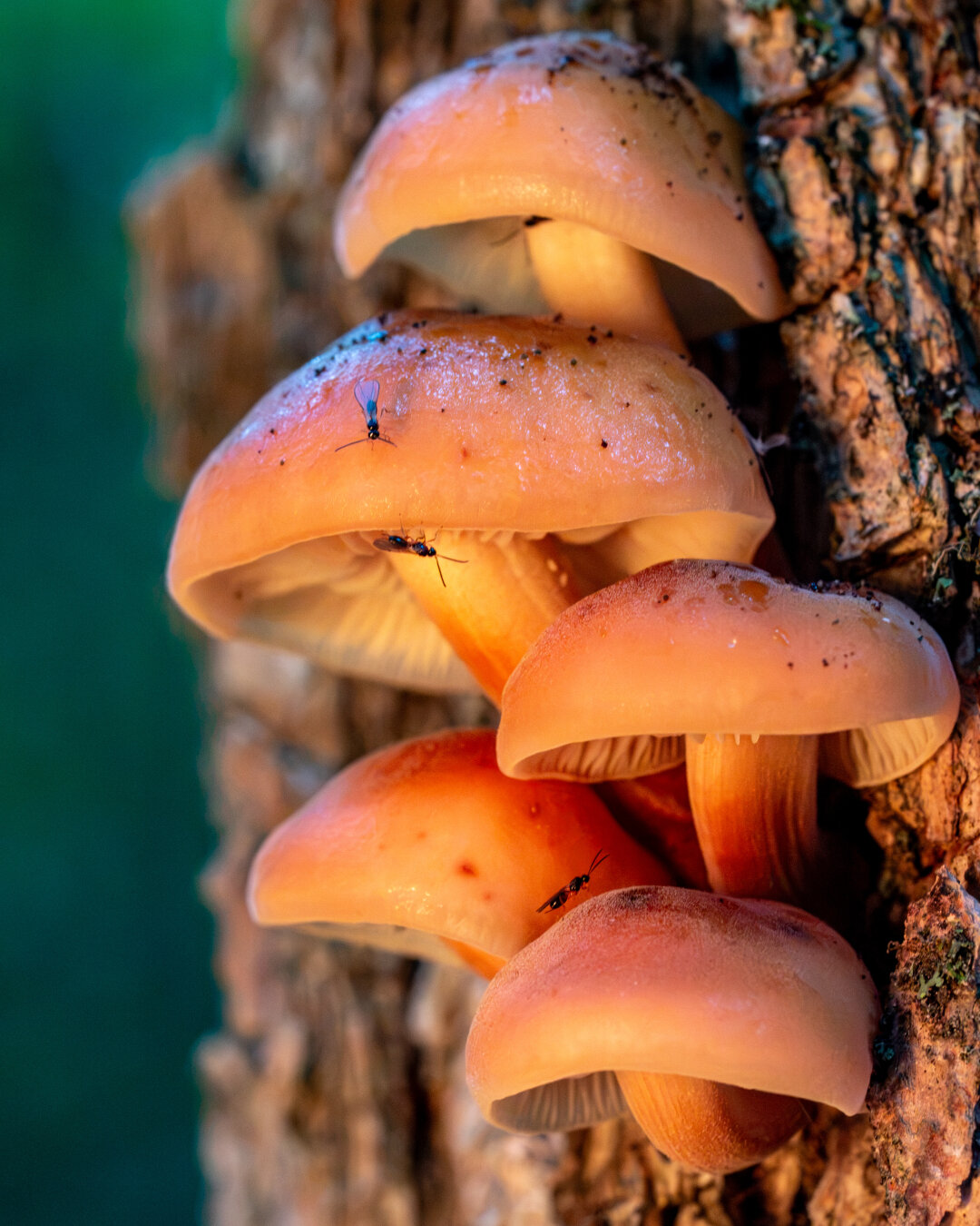 In an orange light, button like mushrooms growing on the bark of a tree