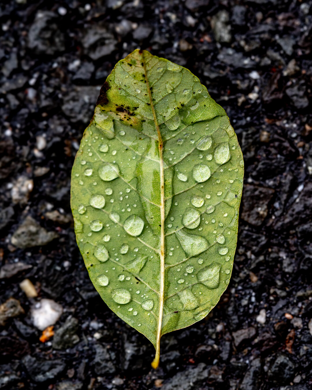 On pavement, a green leaf with raindrops on it