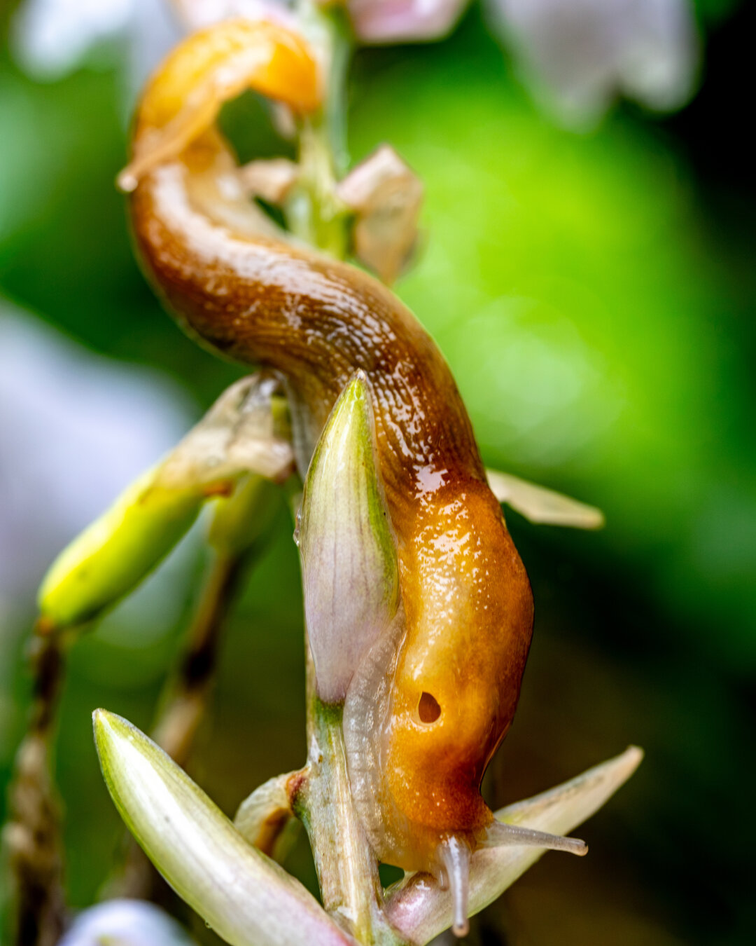 A slug is entwined on plant appearing to be eating a blossom