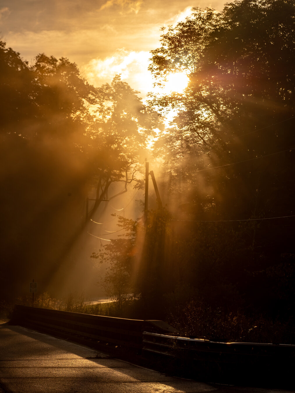 On misty road with many trees and bridge, light from the sun breaks through with diffuse light casting long shadows