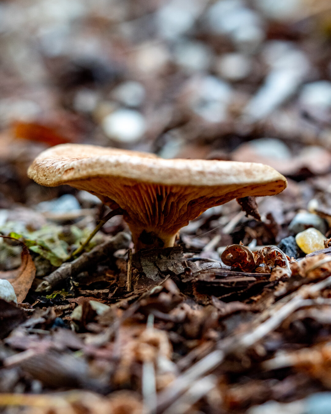 Mushroom coming out of the forest floor