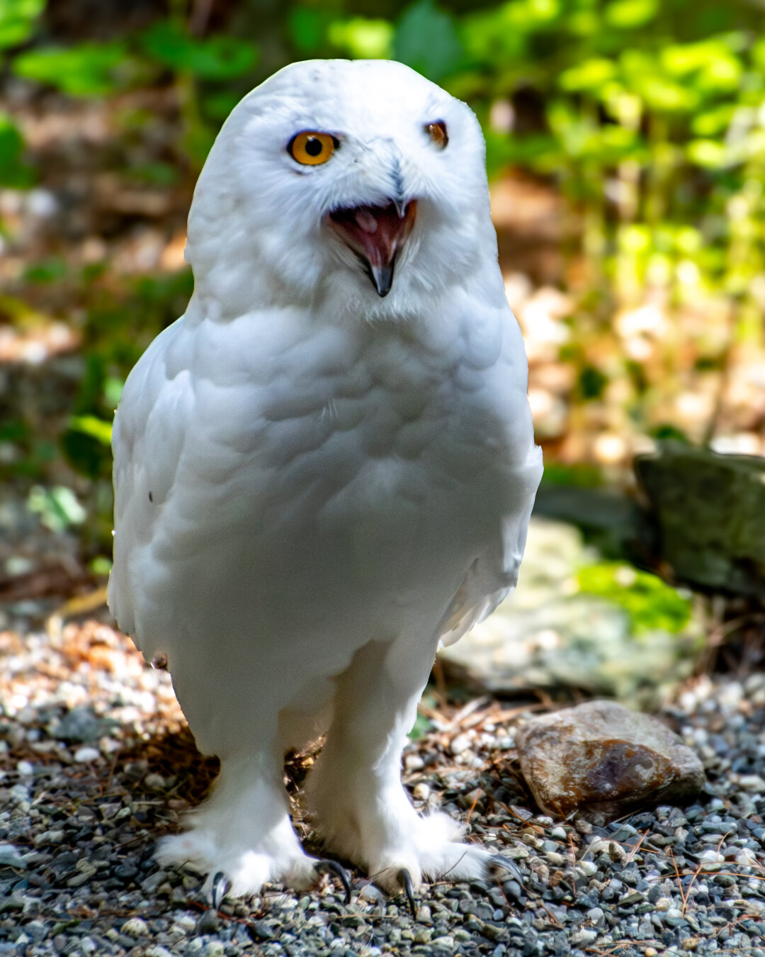 A white owl standing on the ground