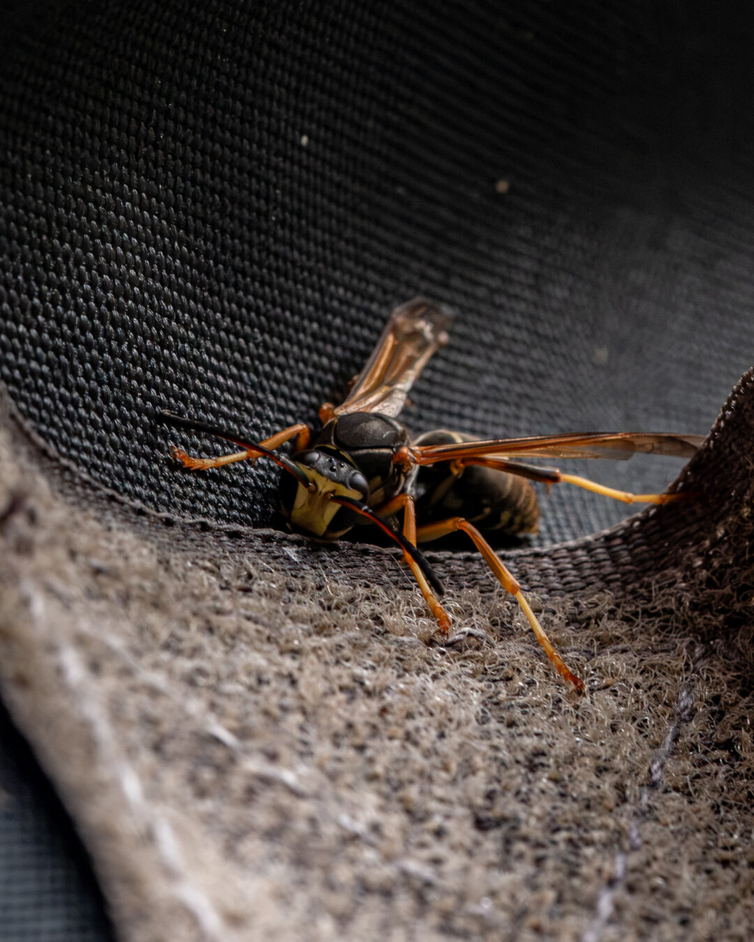Up close image of a black wasp with muted orange legs attached to a upholstery. It appears the wasp is try to hide it's in the folds