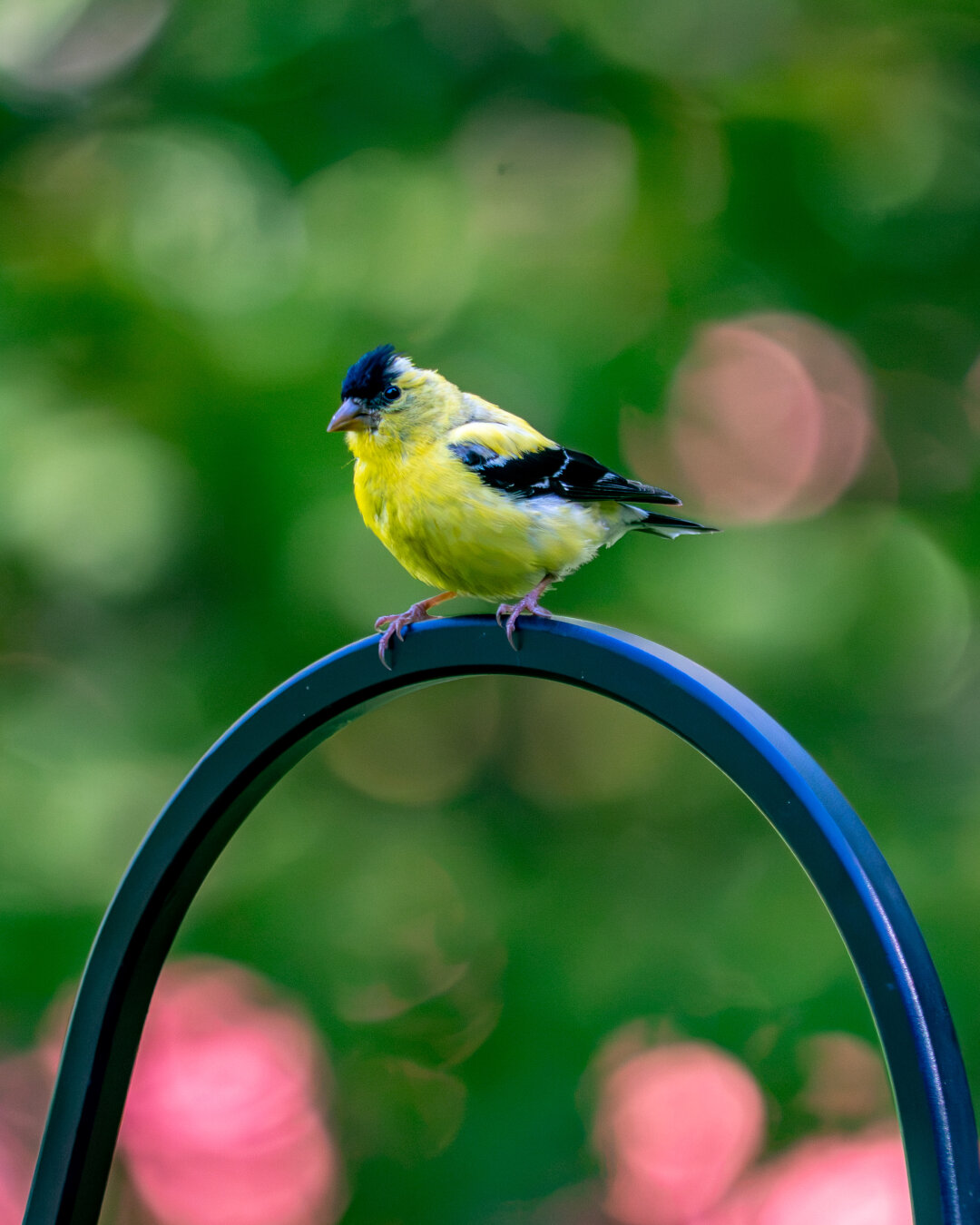On top of a shepherd's hook, a small yellow bird with black top and black on its wings. The background is mostly green and splashes of reddish pink