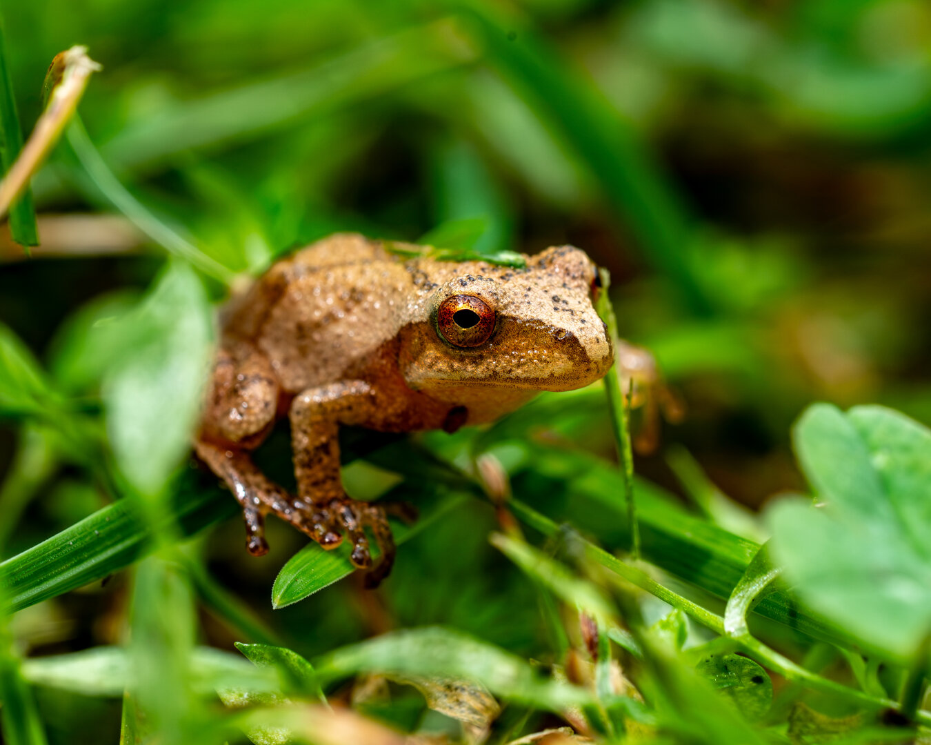 A tiny tan frog perched on fresh cut grass
