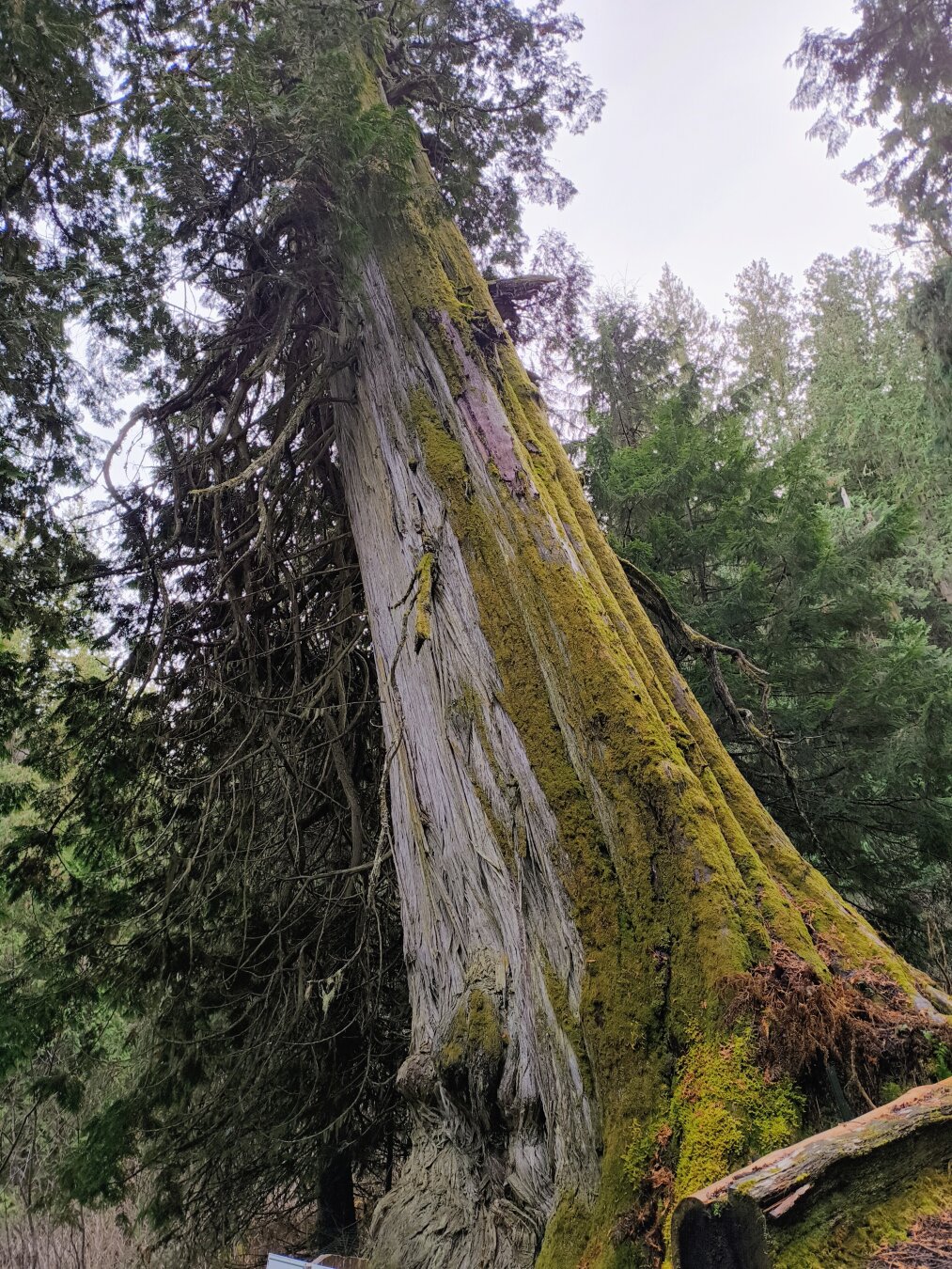 Showing another very large cedar with one side totally covered in bright green moss, it is laying on an angle with large buttress roots.