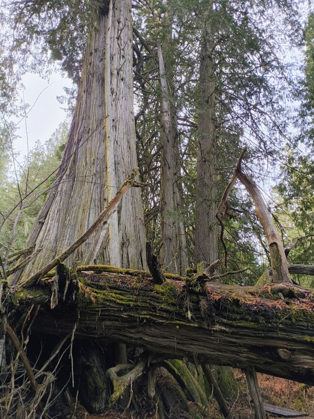 Showing a very large cedar tree on the left, with almost no needles, is nearly all trunk. There is another large old dead cedar laying across in front with a path underneath.