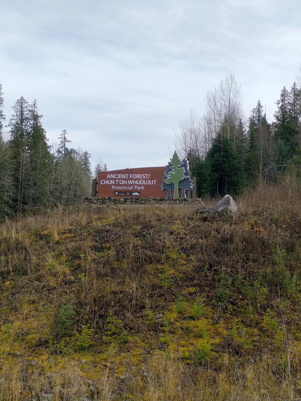 Showing the welcome sign to the ancient forest, it is on a road side with brown grass and yellow plants, there are some cedar trees in the background and on the sign