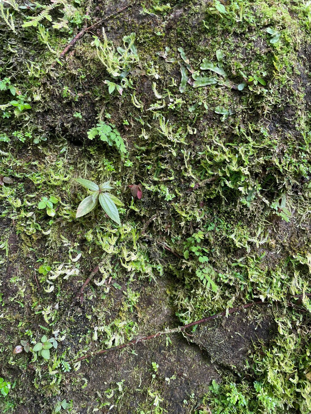 Moss a lichen on a stone wall