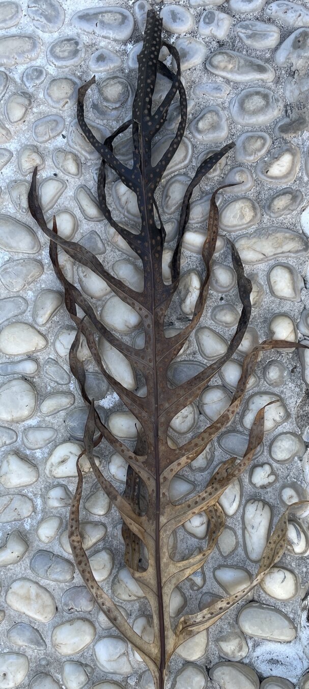 A frondy sort of leaf that gets darker the farther away from the base it is. It is dots that change in value opposite of the leaf color.  The leaf is on top of white pebbled tile.