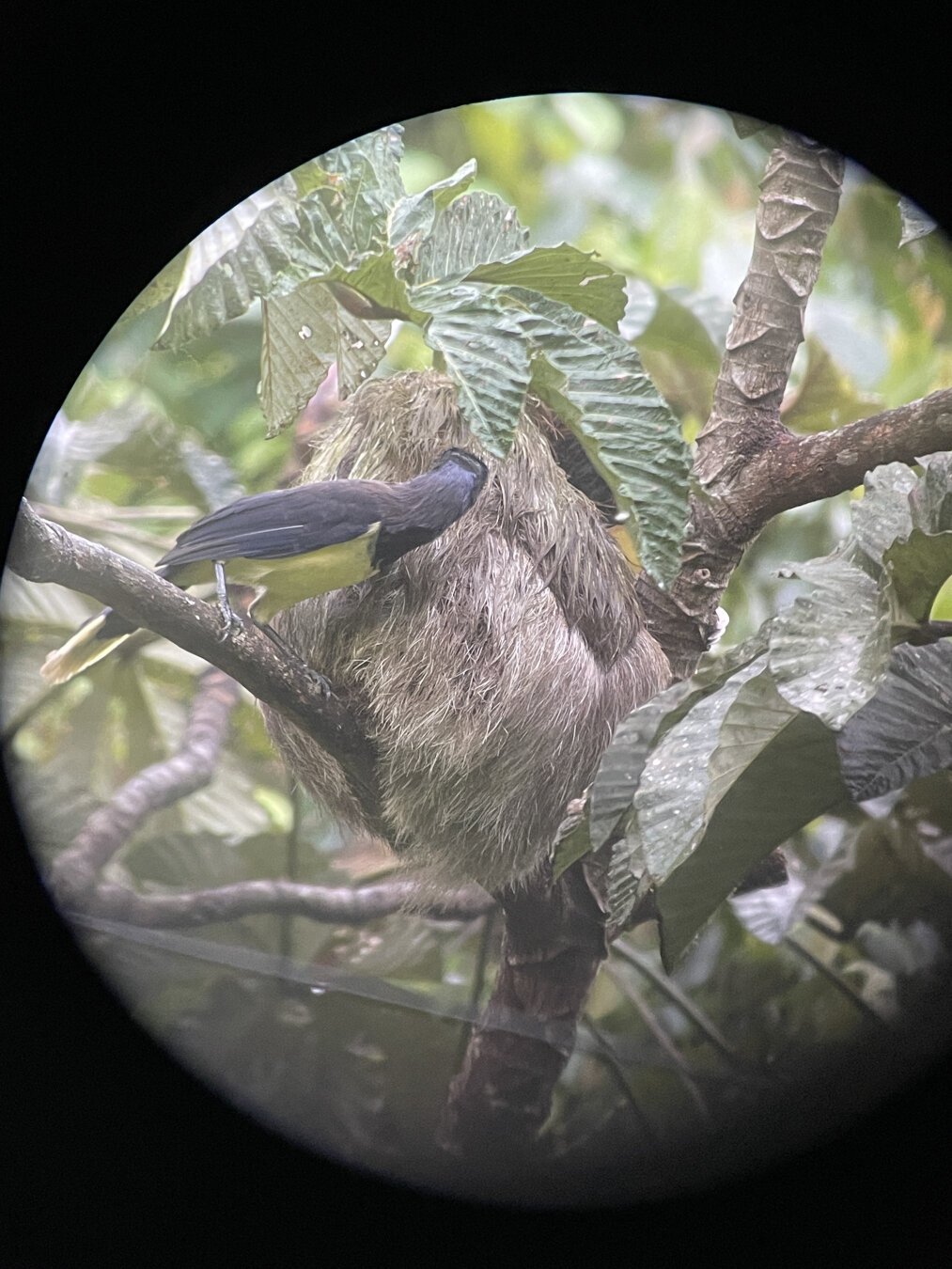 A digiscoped image of a sloth in a tree being pecked at by a Jay who is looking for bugs/mites. You can only really see a furry ball, no face or claws in this image.