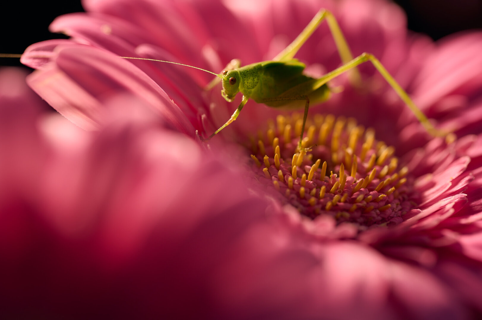 #FotoVorschlag 'Gegenlicht' / ‚Backlight‘

My wife bought some Gerbera for our home and a few days later we had a visitor. A speckled bush-cricket visited us. We called her ‚Verdenha‘ (little green one). After a few days of enjoying her presence, we brought her to the botanical garden. Of course not before taking some photos of her.
Here backlit with a Profoto flash with a half CTO gel to simulate sunlight.

#NikonZ 6
NIKKOR Z MC 105mm f2.8 VR S
Profoto B10X Plus (half CTO gel and 20° grid)

--
#frankfurt #hesse #hessen #Germany #BloomScrolling #flower #blume #Blüte #Gerbera #Pink #Insect #Insekt #BushCricket #Zartschrecke #Cricket #Heuschrecke #nature #natur #photography #photo #macro #MacroPhotography #naturephotography #WildlifePhotography #bokeh #DepthOfField #silentsunday #stillerSonntag #profoto #captureone #nikon #z6 #davidpoertner #davidpoertnerphotography