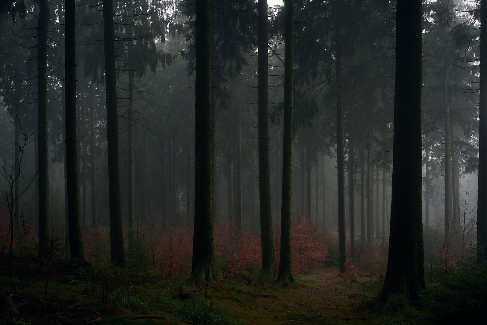 A rather dark view of a coniferous forest. In the foreground just the stems of spruces are seen, more in the background the whole trees including the top are visible. The ground of the forest are mossy green with orange-brown patches from the spruce needles. In between the spruces are smaller trees or bushes with red leaves. More to the background it’s getting misty.