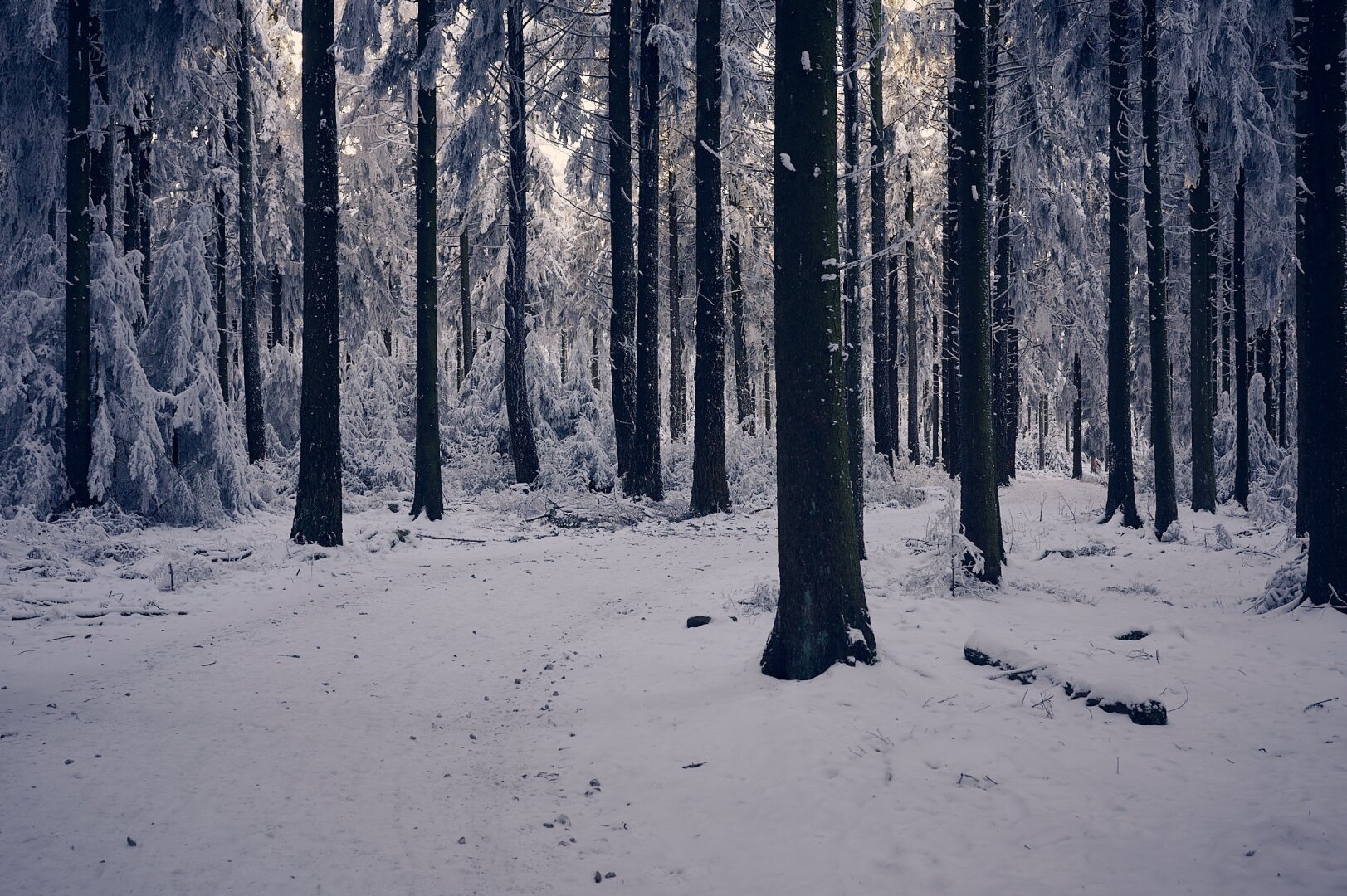 The photo show a hiking trail in the forest in winter. The trail leads from the front left in an s-curve to the middle right. The ground and the trees aside of the trail are covered with snow. In the background of the upper middle part some of the branches and top of the trees are touched by sunlight.