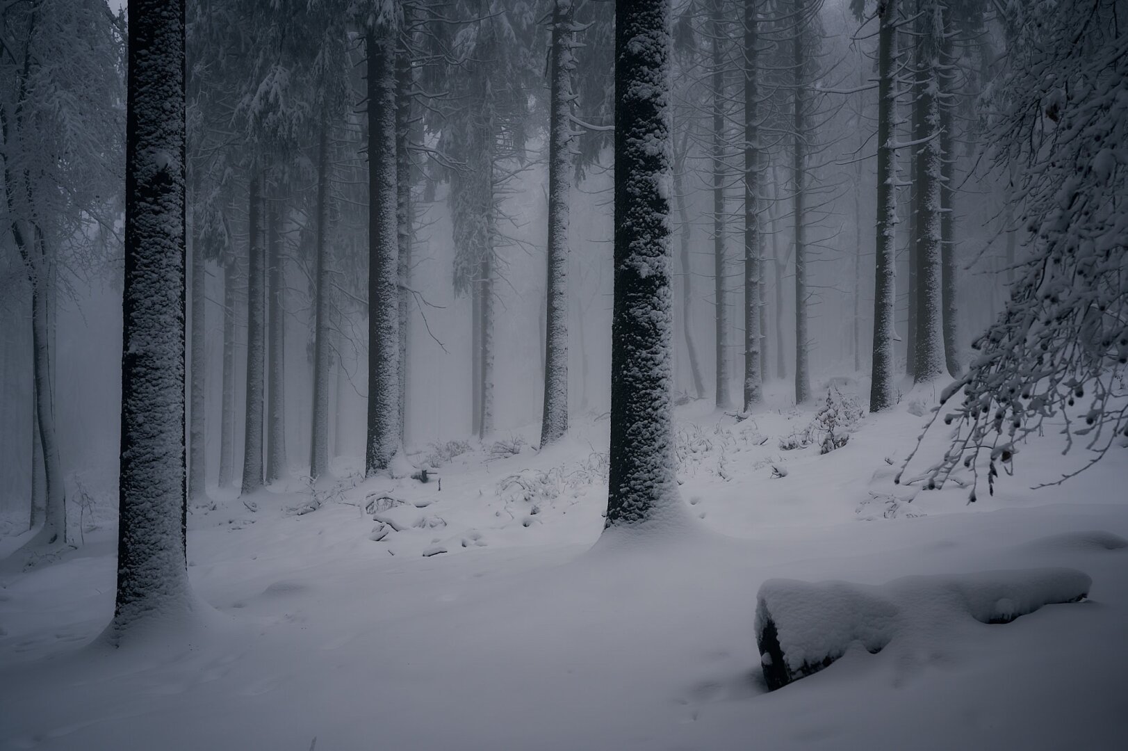 The photo shows the trunks of trees in deep winter. Everything is covered with a thick layer of snow, even the trunks of the trees are mainly white from snow. It is quite misty so the background is also white. In the front to the right there is a snow covered log of wood lying on the ground.