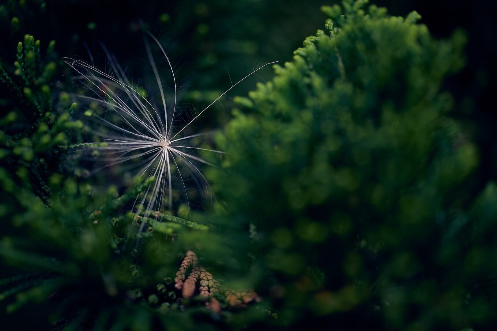 The photo shows a seed caught inside the needles of a tree. The seed is white and looks like a single snowflake or a star, writhin the green of the needles. The center of the seed is in focus while everything else is out of focus.