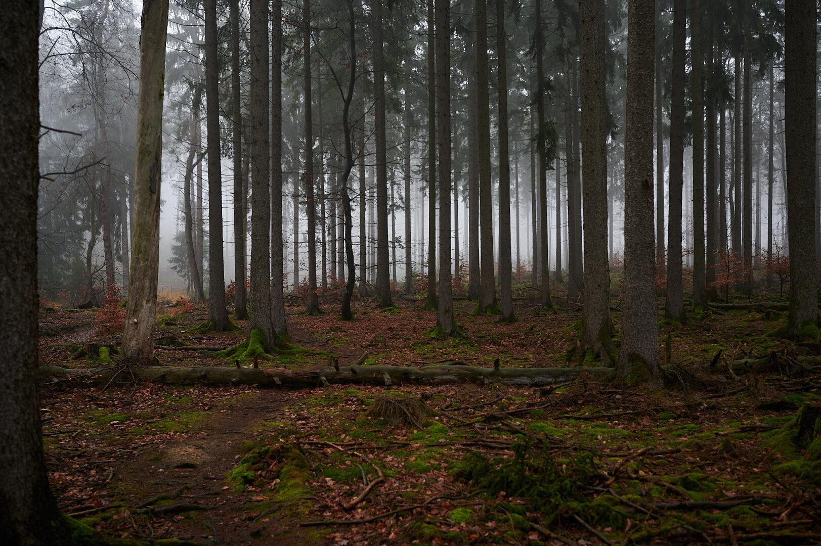 The photo shows a trail in a forest leading in an s-curve from the left front to the left middle. The trail is framed by spruce trees and the remains of an old dead spruce are lying across the trail. The ground of the forest is brown reddish from old leaves and needles with patches of vivid green from moss. Due to the mist you cannot see very far.