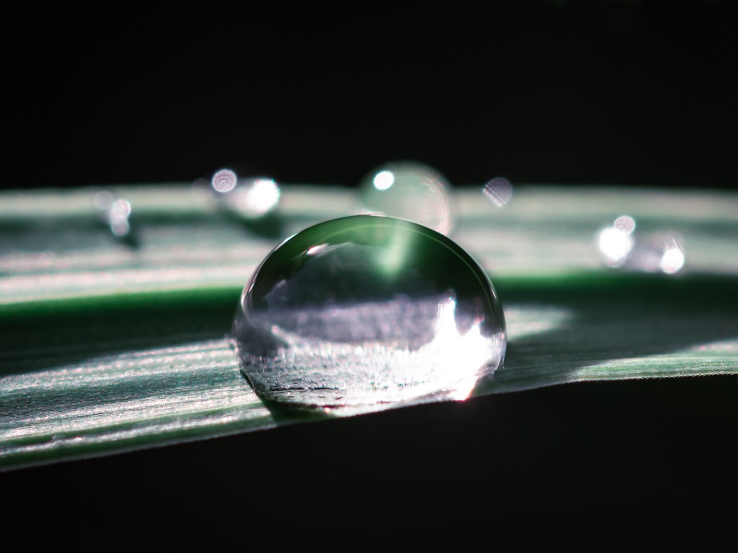 Two blades of grass horizontal across the frame on a black background. There are water drops on the blades. Focus is on one large drop on the nearest blade in the centre. The other blade with drops are out of focus.