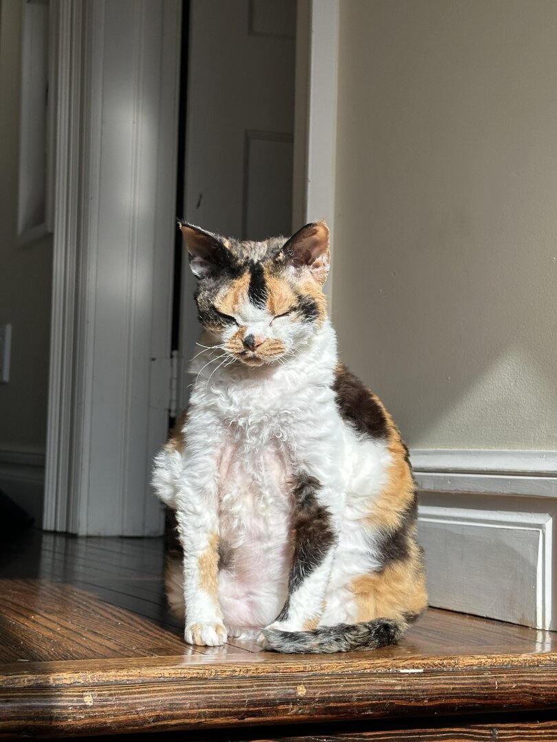 A calico cat sitting in the sun in a hallway. Her eyes are closed.