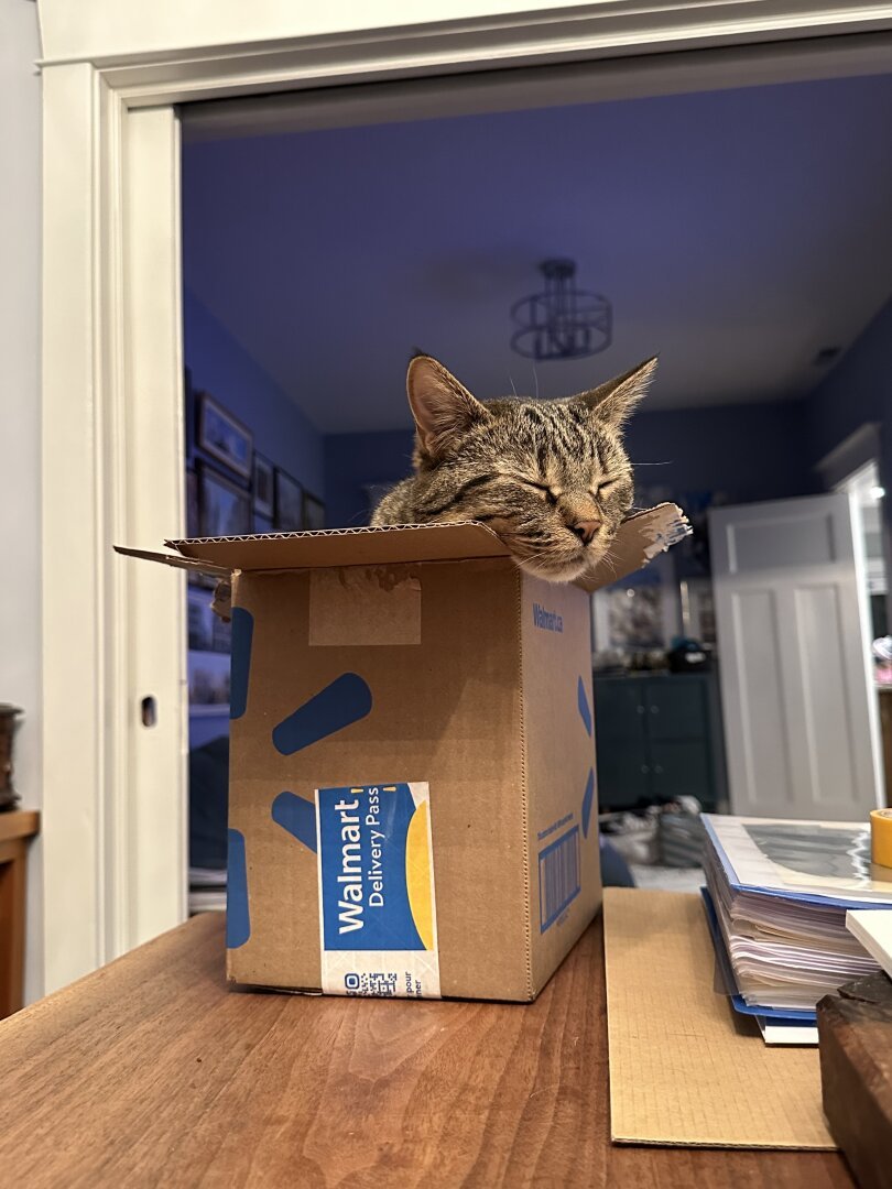 A tabby cat in a cardboard box. She has her face hanging over the corner of it.