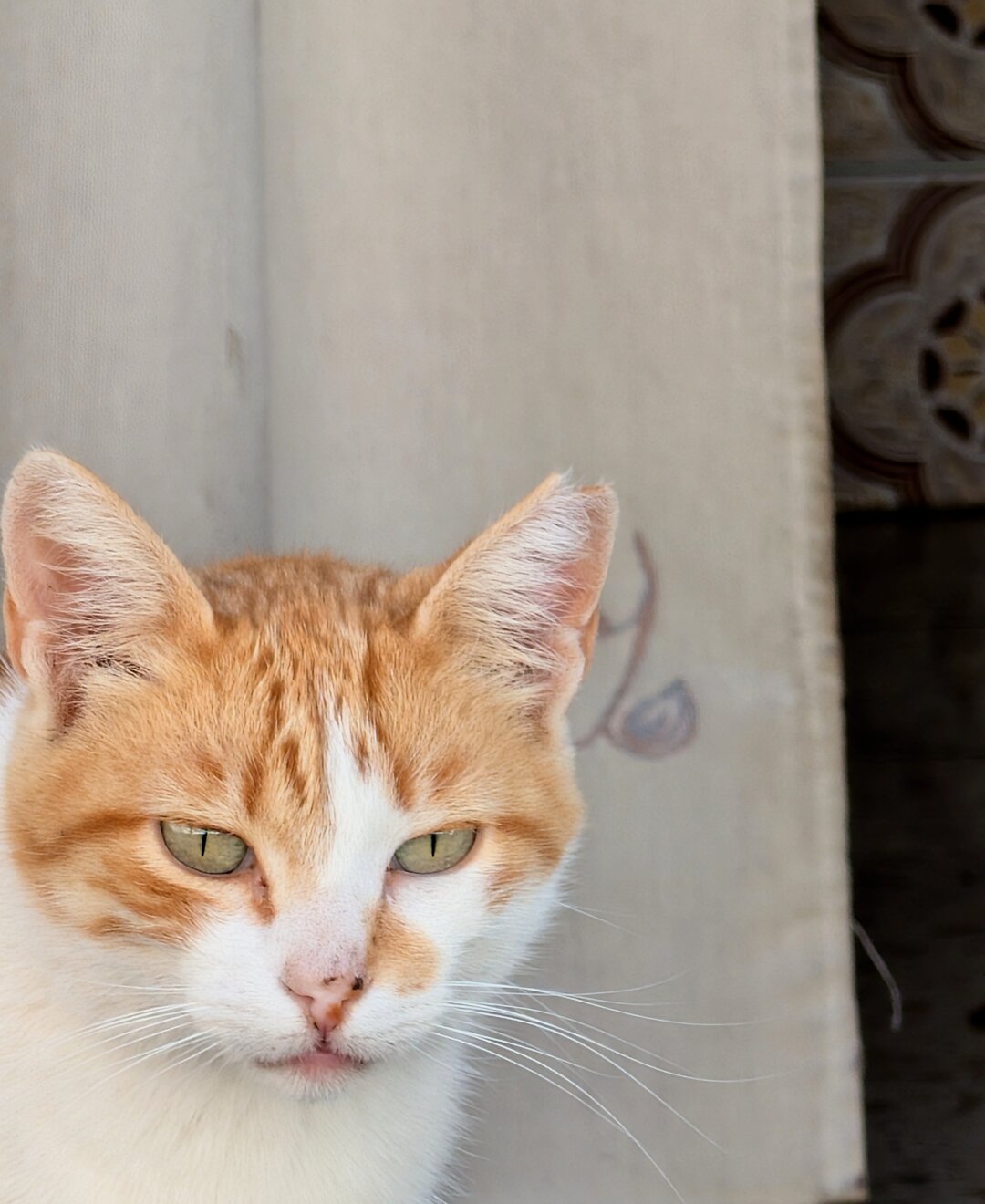 An inhabitant of the Pueblos Blancos (a cat).