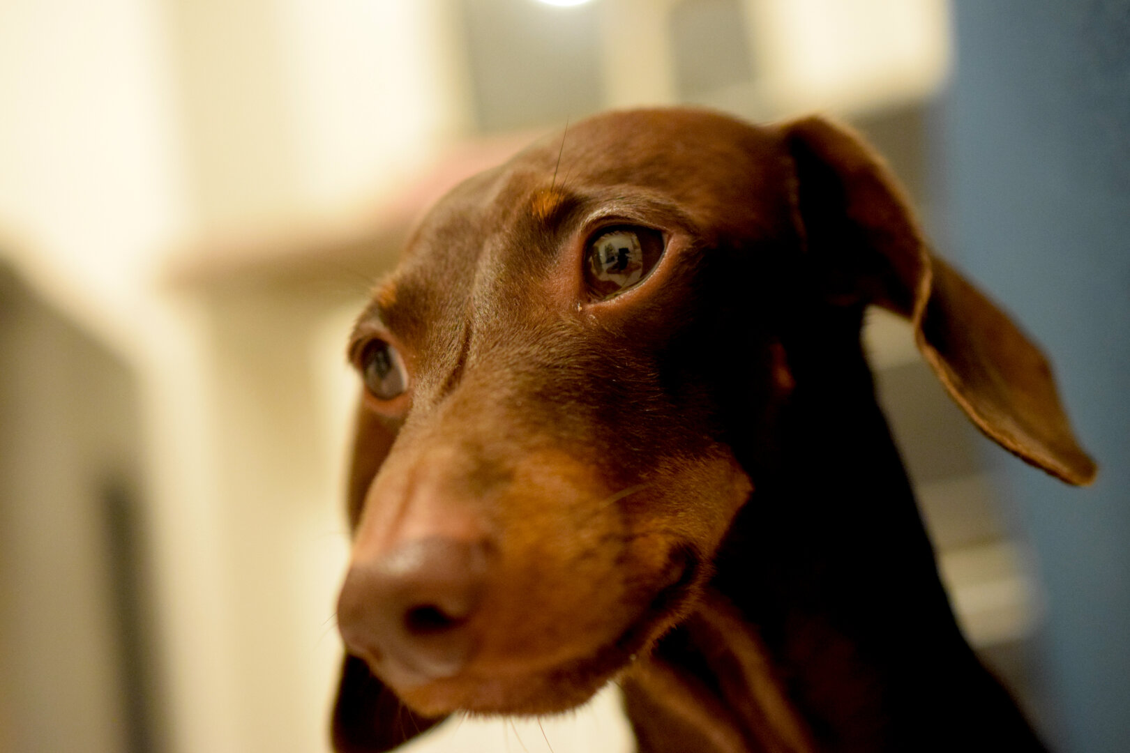 Close up of my Dachshund's muzzle.