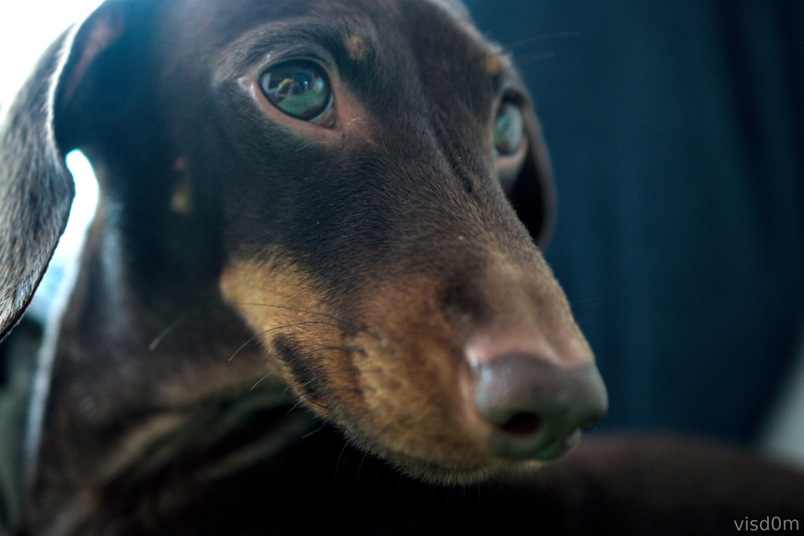 Close up of the muzzle of my dacshund dog.