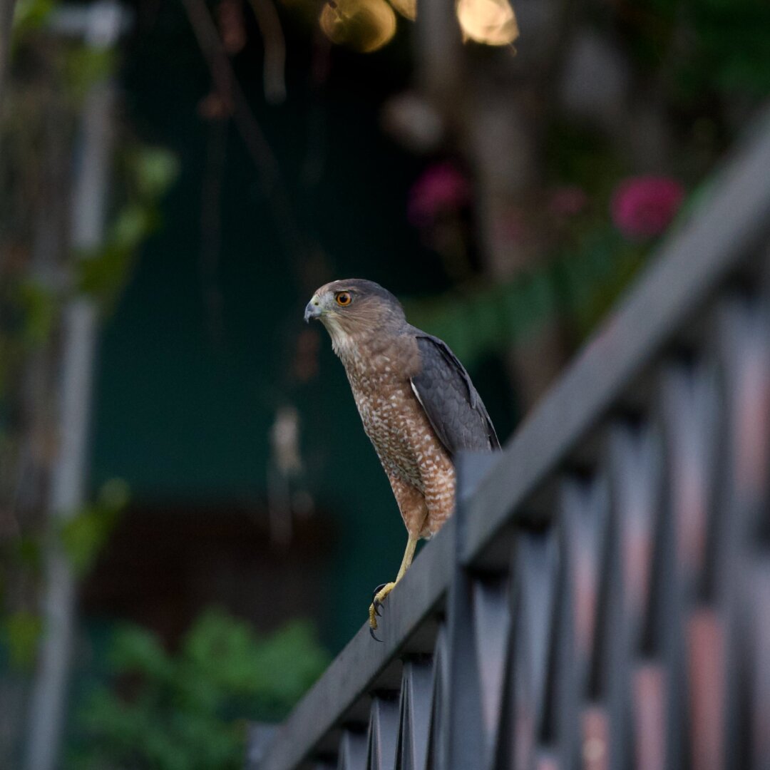 Coopers Hawk standing on a iron fence