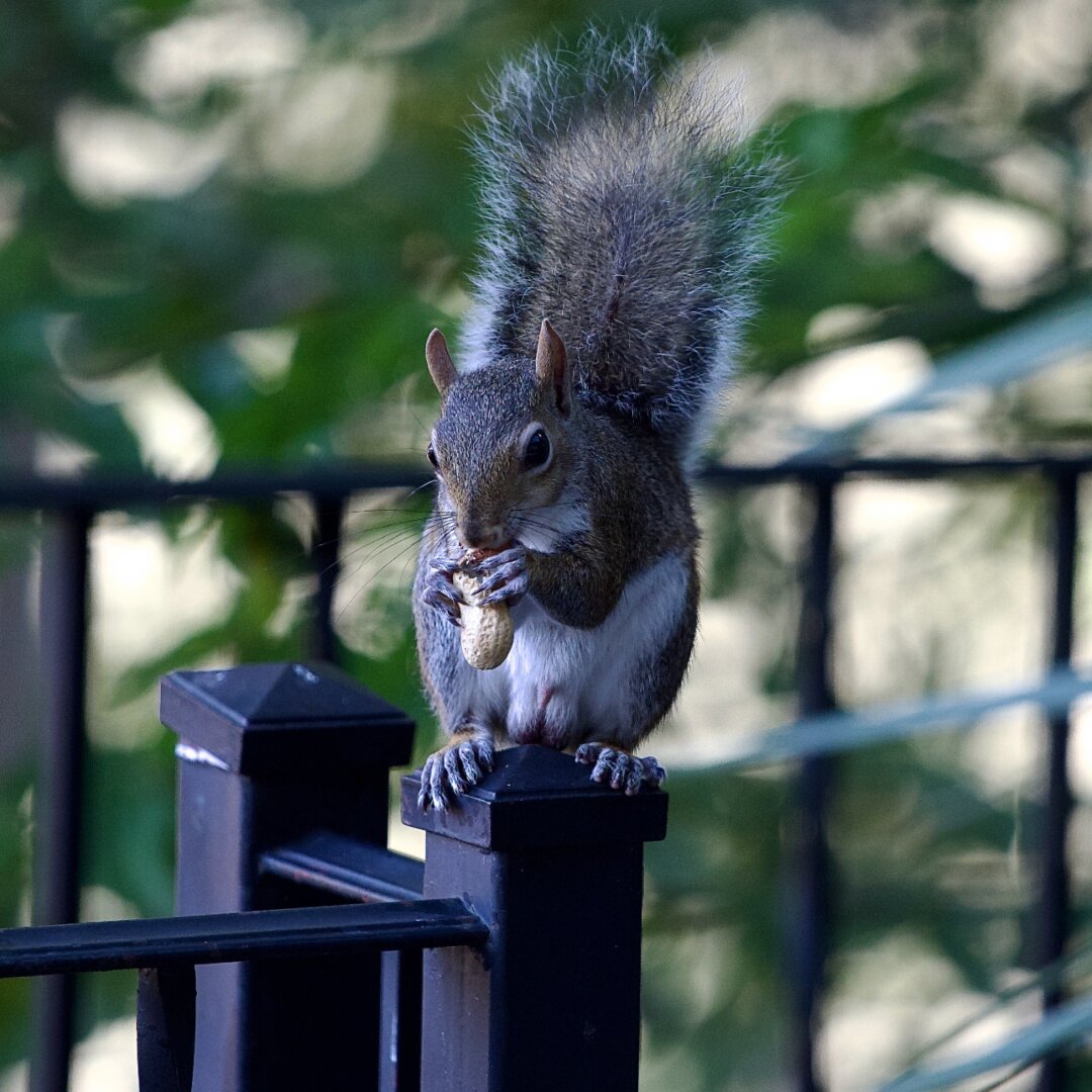 Squirrel sitting on a post eating a peanut