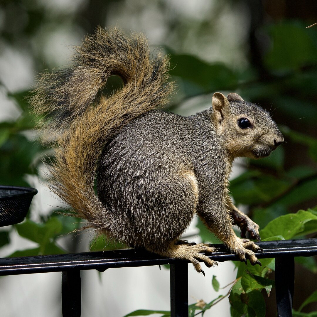 Squirrel sitting on a metal rail