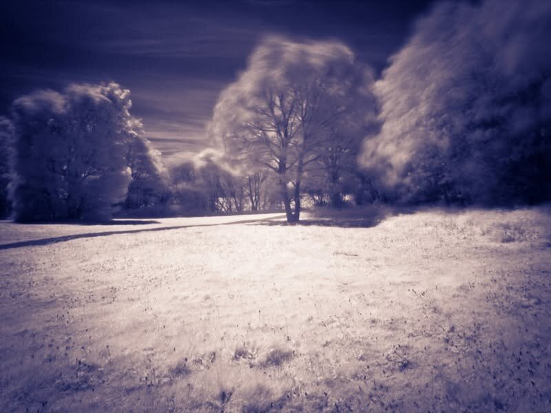 Infra red photograph of a tree in a field.