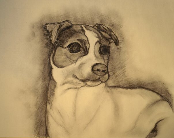 A Jack Russell puppy - charcoal and pencil