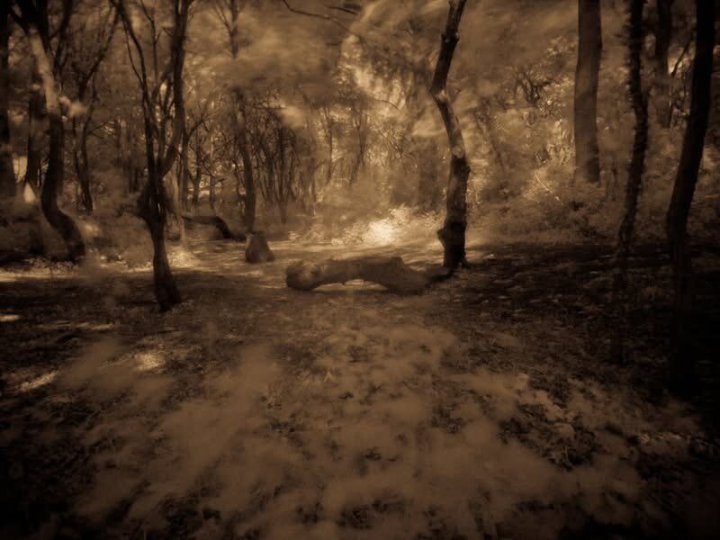Infra red photograph of a fallen log in the forest.