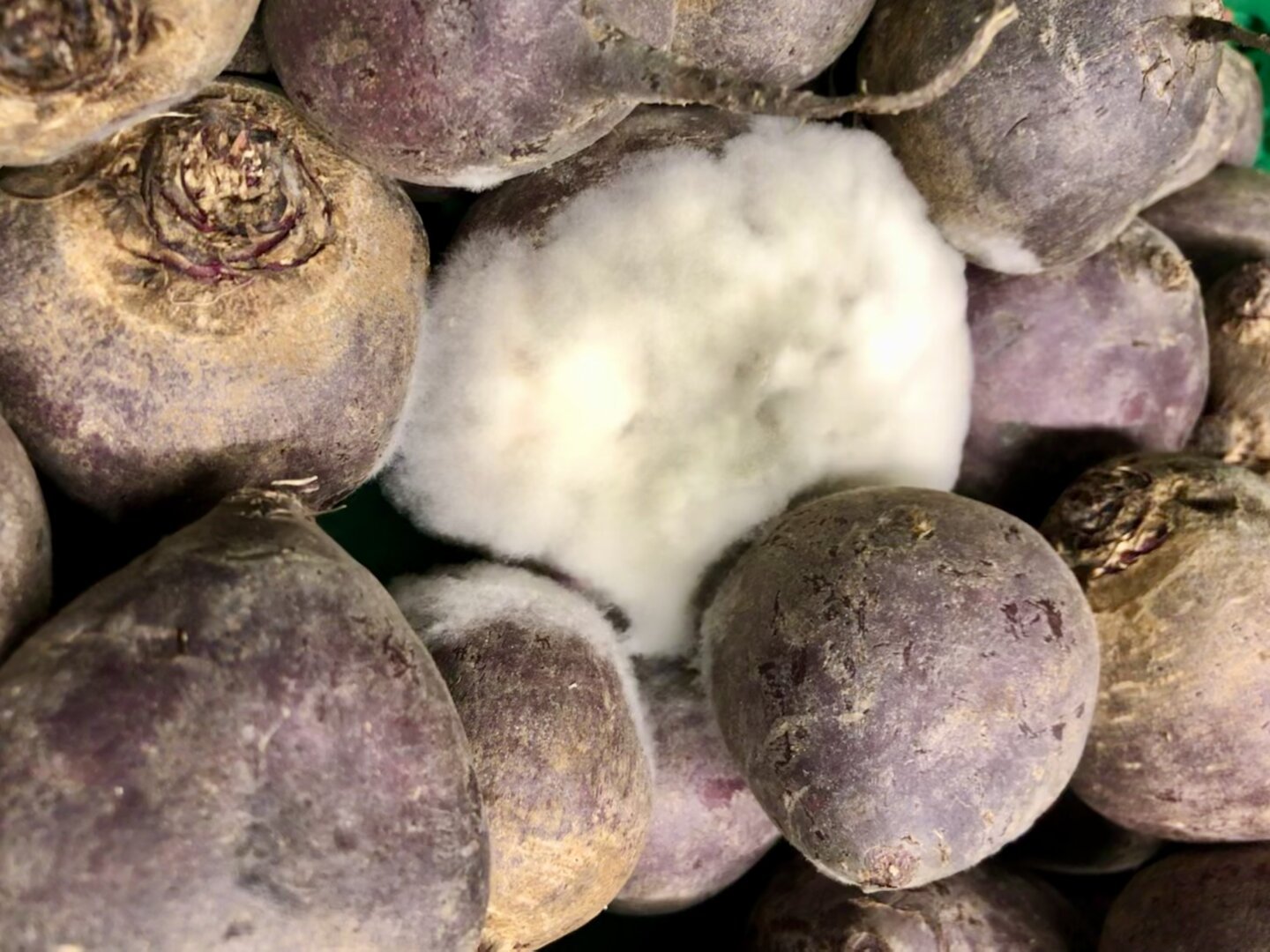 Ein Nahaufnahme-Bild zeigt eine Gruppe von roten Rüben. Die Rüben sind rundlich und haben eine dunkle, leicht erdige Haut mit violetten und braunen Farbtönen. Eine der Rüben ist von einem großen, flauschigen, weißen Schimmel bedeckt. Die anderen Rüben scheinen unberührt.

Bereitgestellt von @altbot, generiert mit Gemini