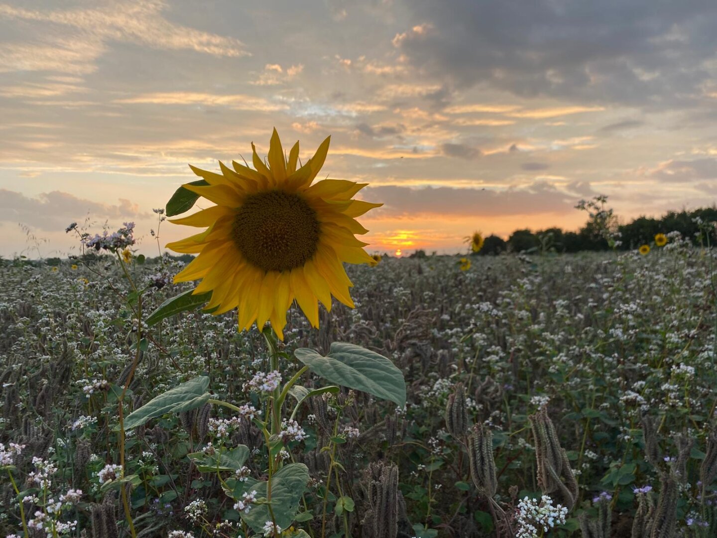 A large sunflower in an open field, with a sultry sunset in the background