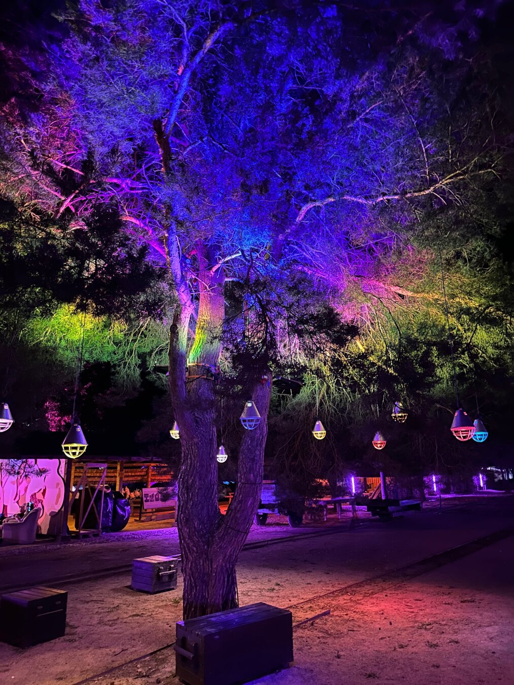 Tree decorated and lit up in colored light