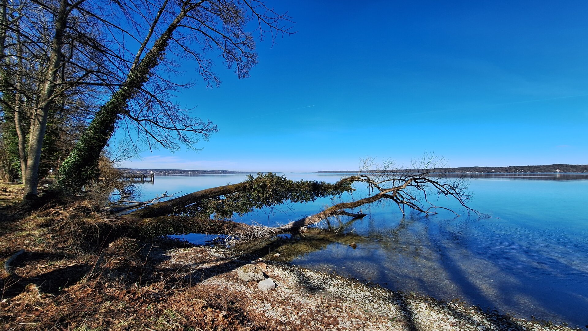 A tree, fallen into a clear blue body of water, half submerged under a enormous blue sky
